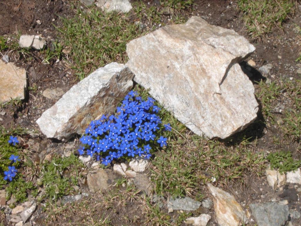 Rifugio Garibaldi Passo Stelvio Exterior foto